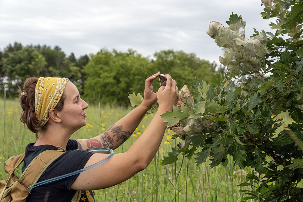 Here the young bur oak tree is host to a fall webworm moth caterpillar nest, or "tent."