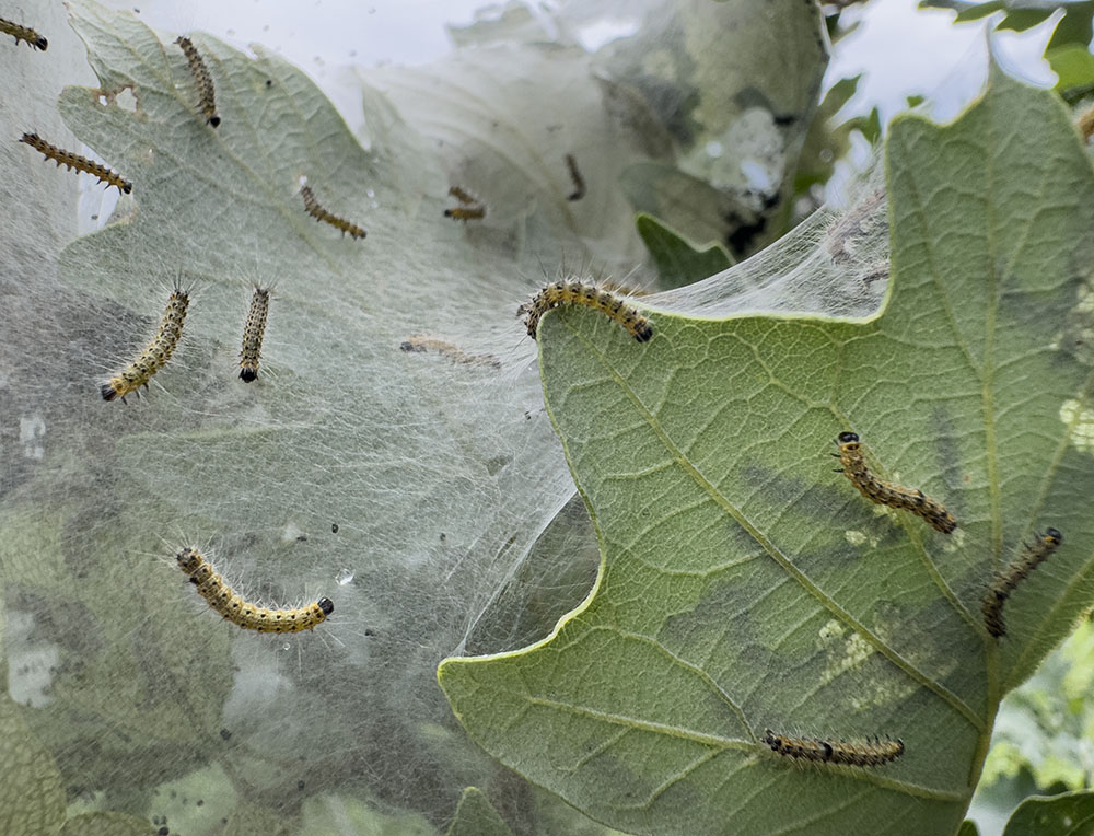 Close up of fall webworm moth caterpillars.
