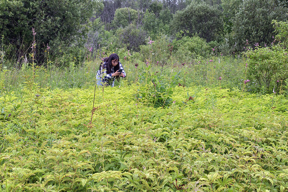 A large patch of native queen of the prairie plants just beginning to bloom.