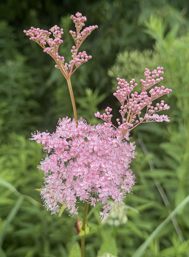 Queen of the prairie blossom.