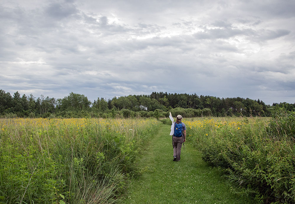 A Restoring Lands staff member follows a prairie path at Fellenz Woods during the BioBlitz.