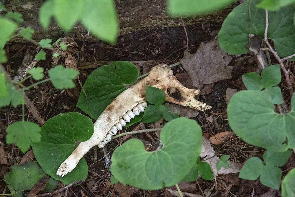 White tail deer jaw bone found in the forest.