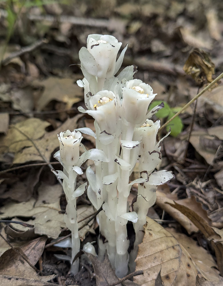 Indian pipe. Fitzsimmons Woods Preserve, Franklin.