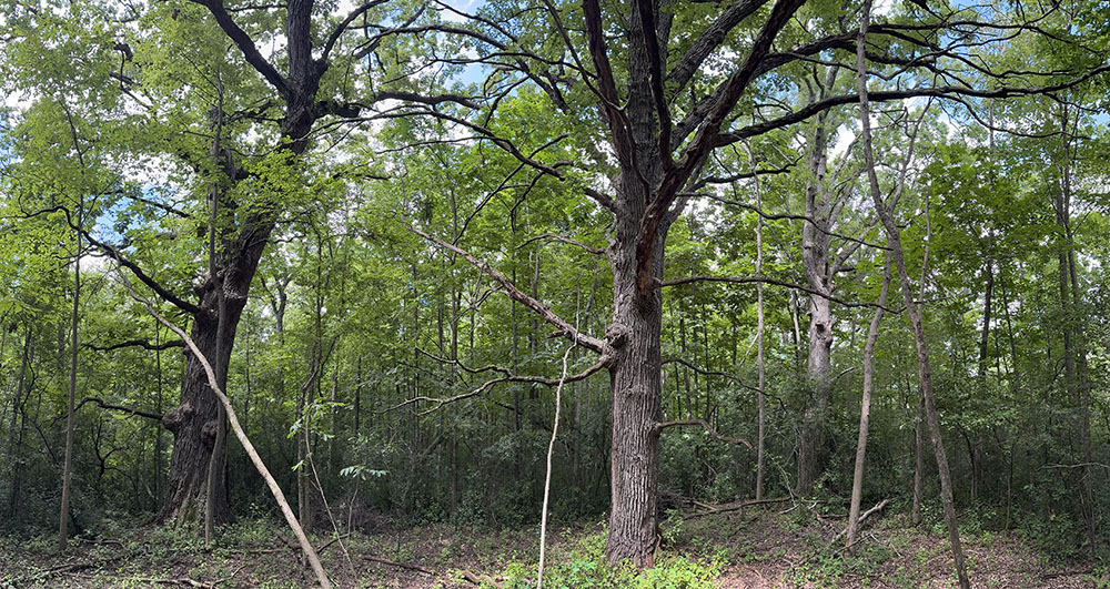 A section of woodland cleared of invasive buckthorn for the new connector trail.