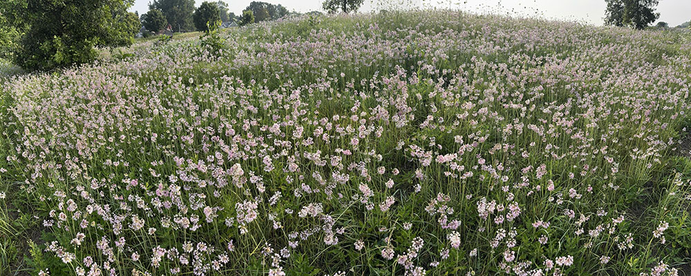 A panorama of nodding onions in Hartung Park