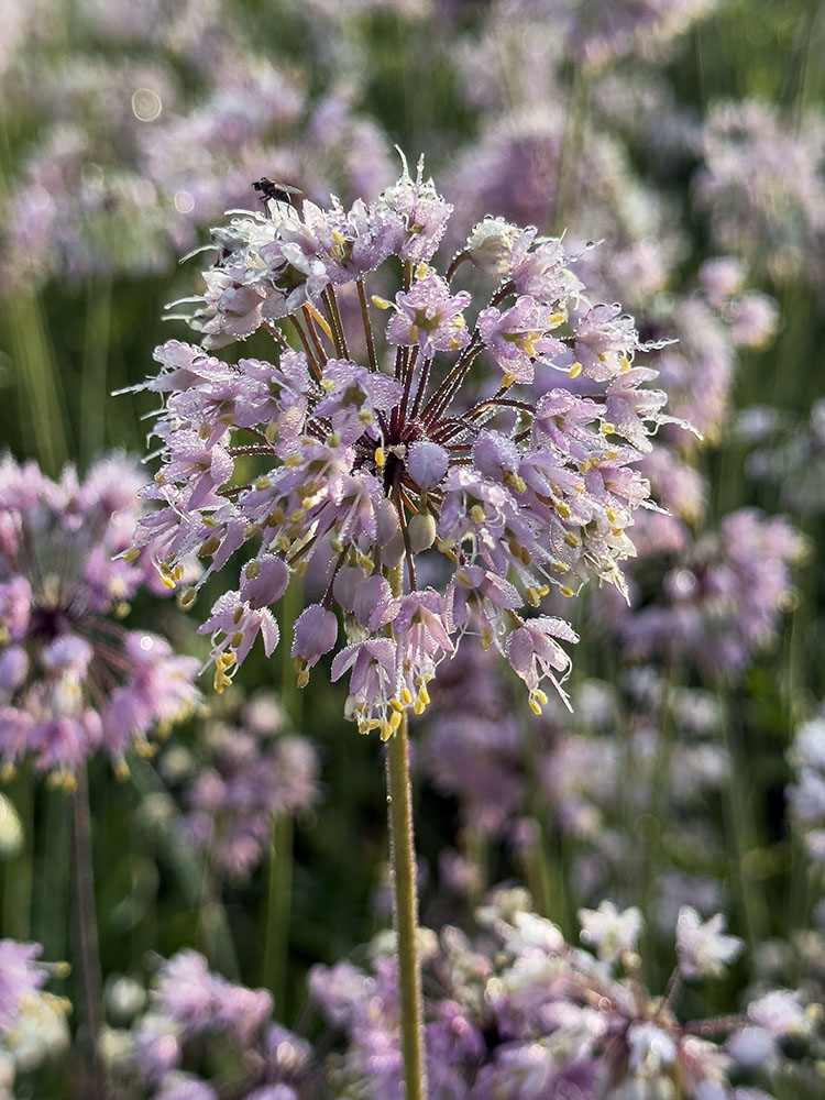 Although the nodding onion flower can resemble natural fireworks when seen close up, they are droopy flowers and generally a bit underwhelming individually. However, a whole hillside full of them is quite spectacular, as seen here and at the top of the post at Hartung Park, Wauwatosa and Milwaukee.
