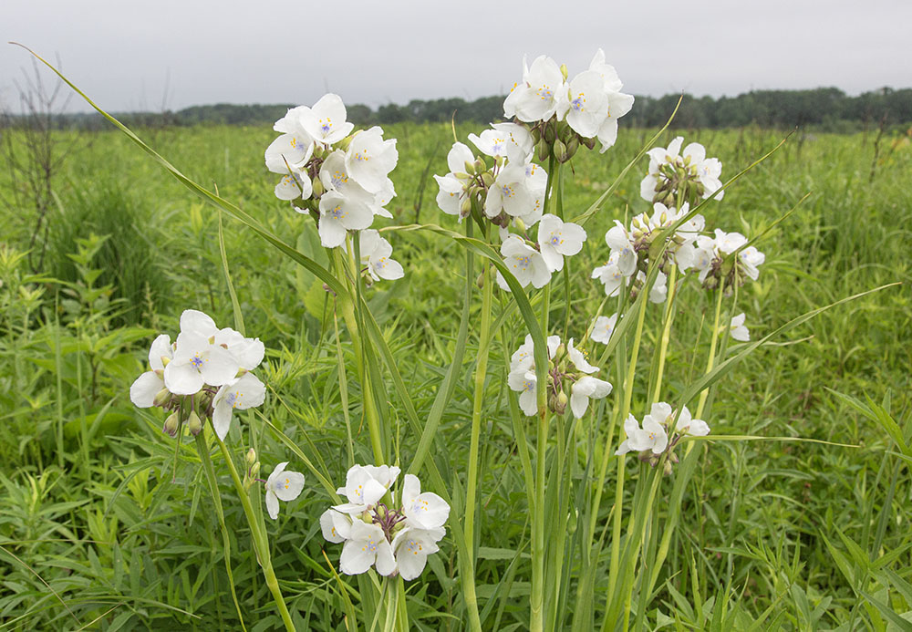 One of my favorite summer flowers, spiderwort is usually blue. Hoerig property, Mequon.