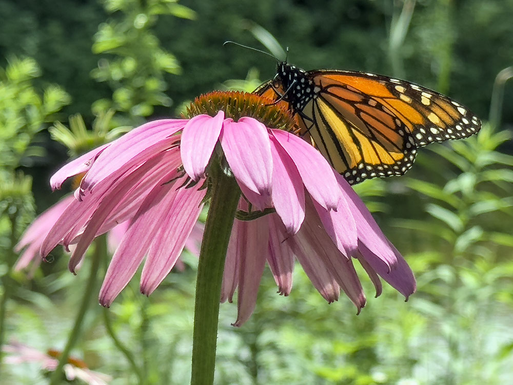 Monarch butterfly on purple coneflower, along the Delafield Segment of the Ice Age Trail near downtown Delafield.