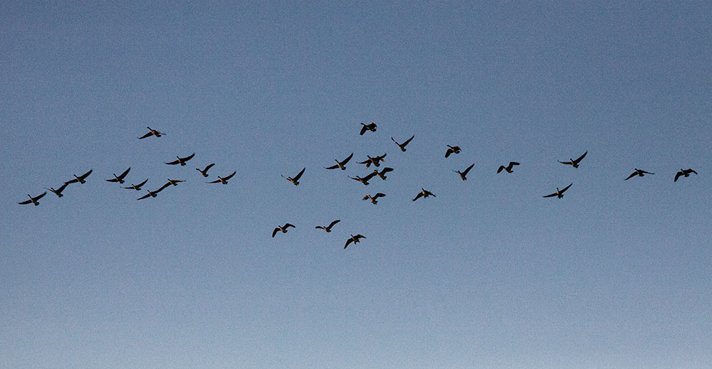 A flock of geese flying over Pukaite Woods, circled around and landed in the wetland at Spirit Lake Preserve.