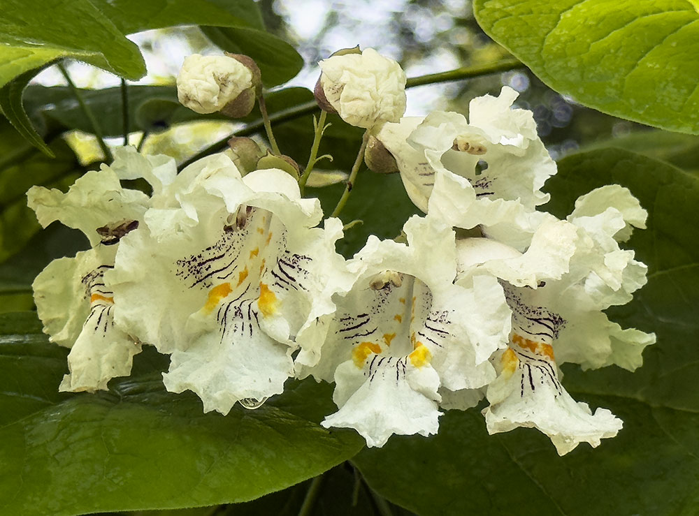 Don't forget to look up when out hunting wildflowers. Some of them grow on trees, such as this northern catalpa. Little Menomonee River Parkway, Milwaukee.