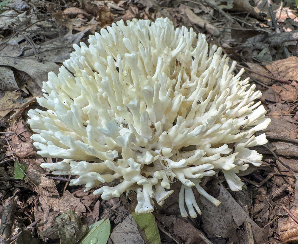 Jellied false coral fungus. Lois Jensen Preserve, Delafield.