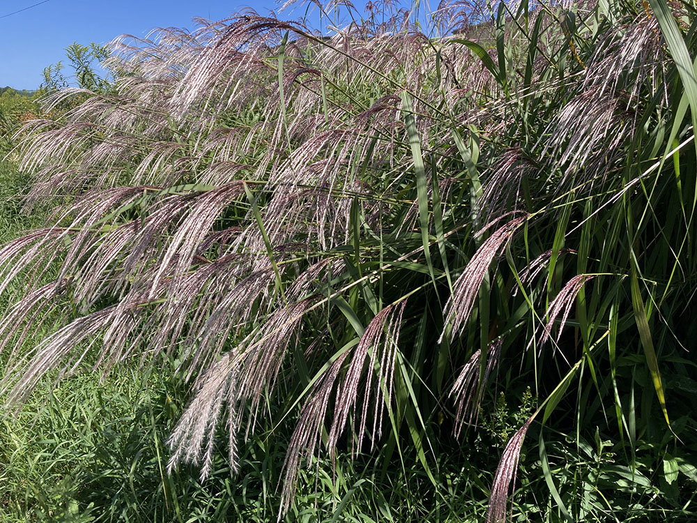 Trailside grasses were stunning as they caught the sunshine.