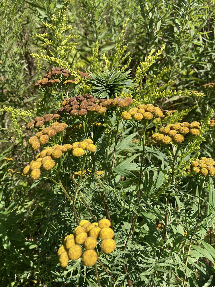 Tansy (foreground) and goldenrod.