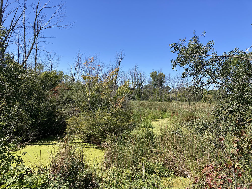 A wetland where green herons call. Wetlands beside the trail provide birding opportunities and a reason to slow down.