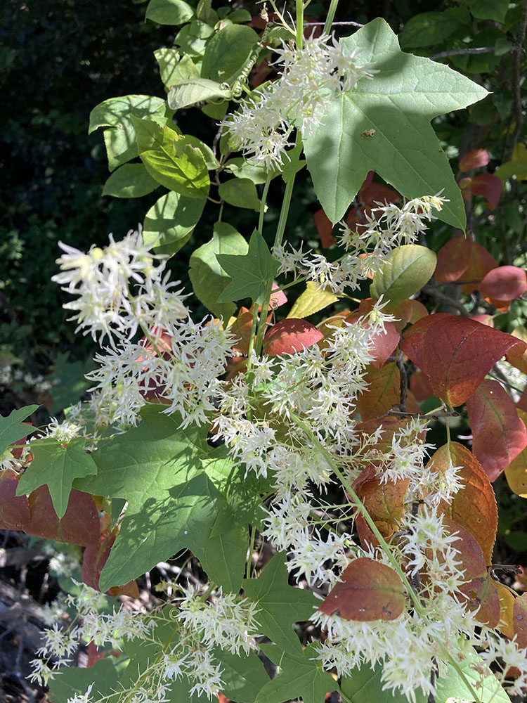 Wild cucumber looked dashing against autumn-red leaves.