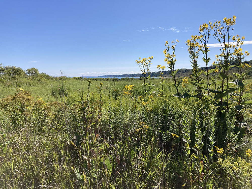 Distant bluffs line the Lake Michigan shore to the south of a bird sanctuary.