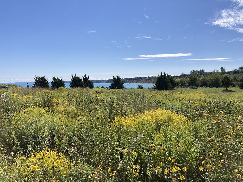 A golden southward view over the Coal Dock Park Prairie.