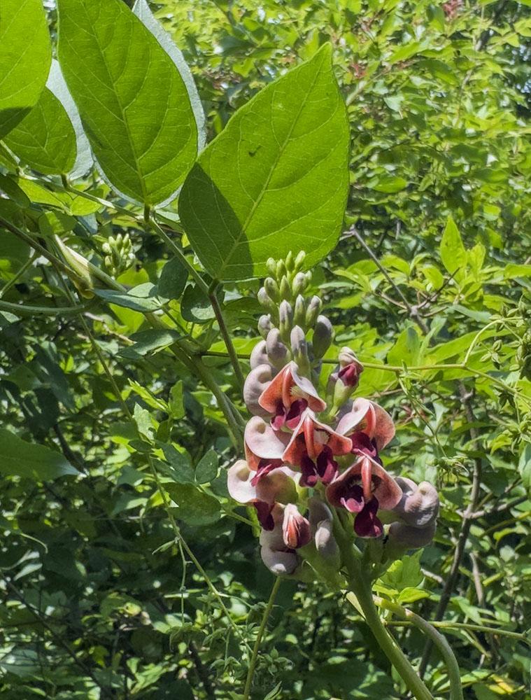 American groundnut flower. Metz Preserve, Monches.