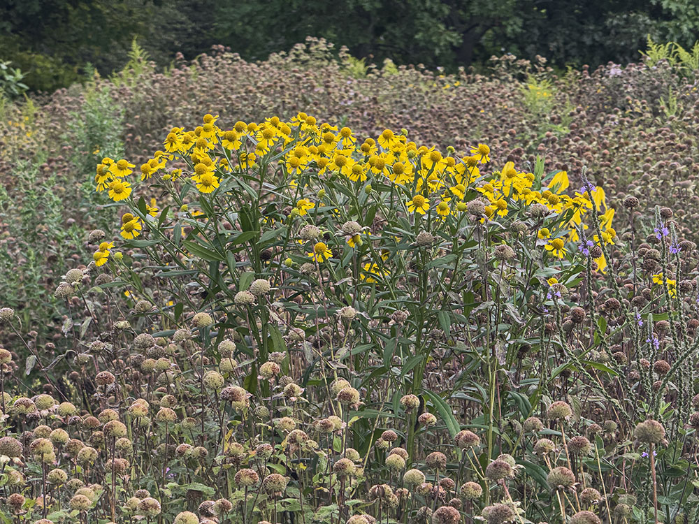 An arch of bright yellow sneezeweed in a sea of dried seedheads. Ottawa Lake State Recreation Area, Dousman.