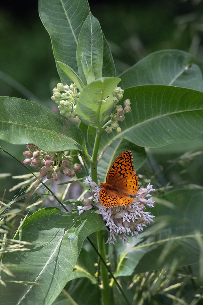 Great Spangled Fritillary Butterfly on Common Milkweed. Ice Age Trail at Otten Preserve, Kewaskum.