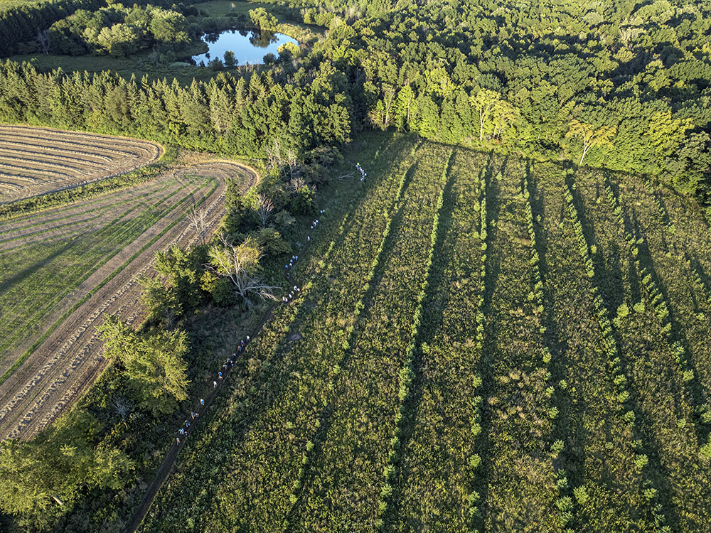 The large tour group making its way along rows of recently planted native hardwood trees.
