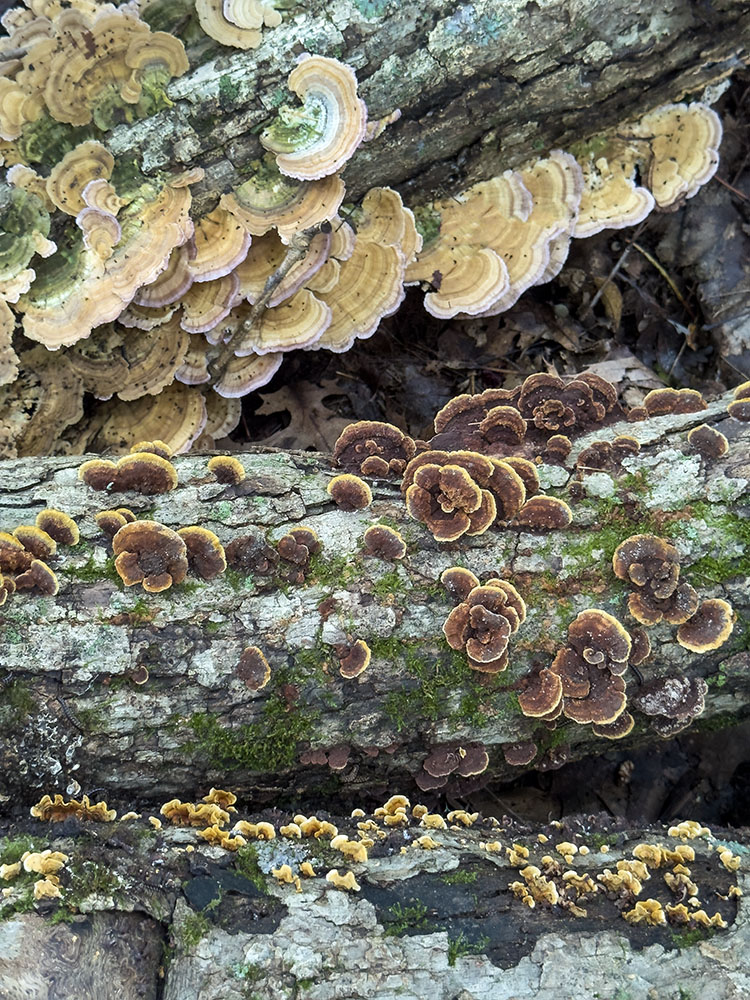 A tripartite tapestry of fungi, made up of Violet Toothed Polypore, Mustard Yellow Polypore, and Crowded Parchment. Nature Hill Nature Center, Oconomowoc.