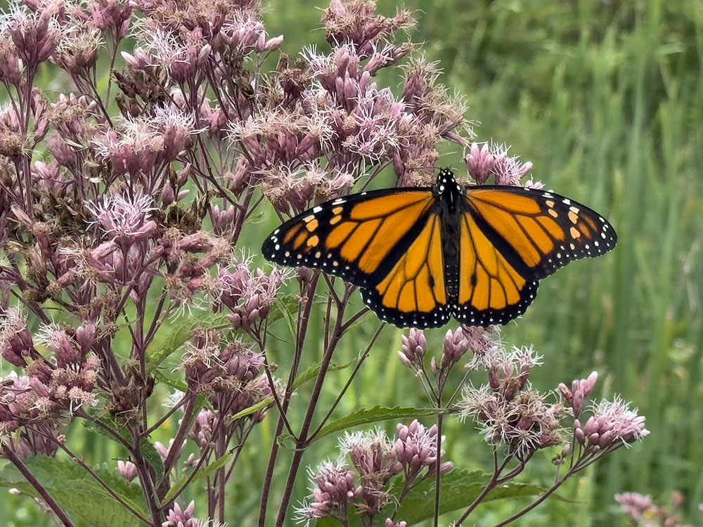 Monarch butterfly on Joe-pye weed. Wetland Woods Farm, Rubicon.