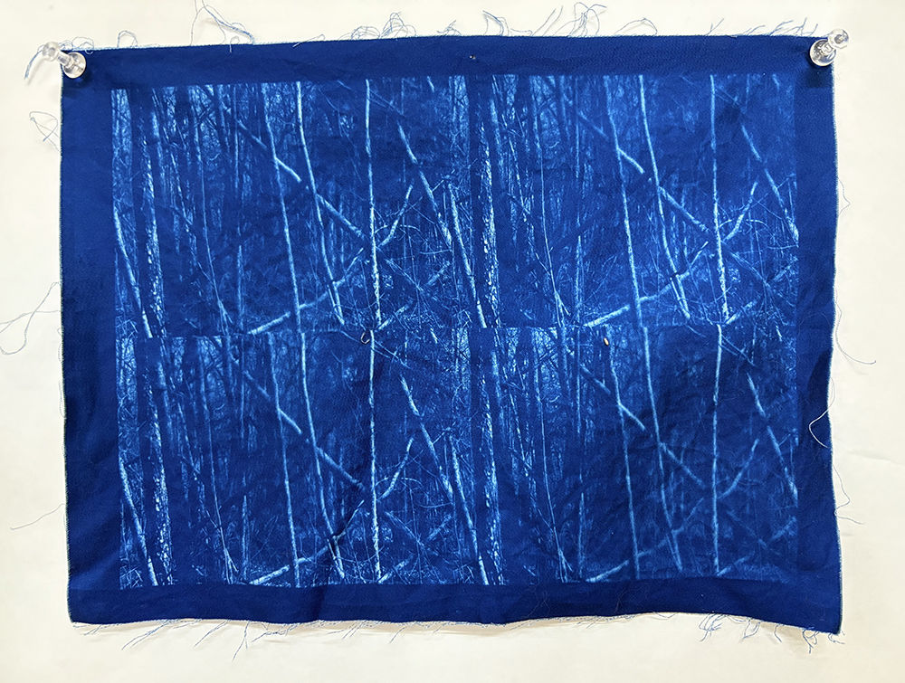 Forest cyanotype, 2025