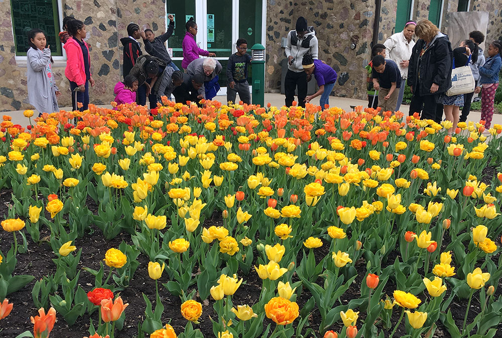 A group of schoolchildren admire a display of tulips at Boerner Botanical Gardens, part of Whitnall Park in Hales Corners.