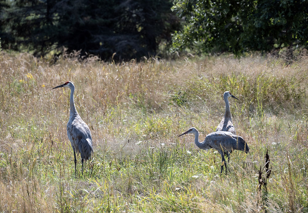 Sandhill crane family.