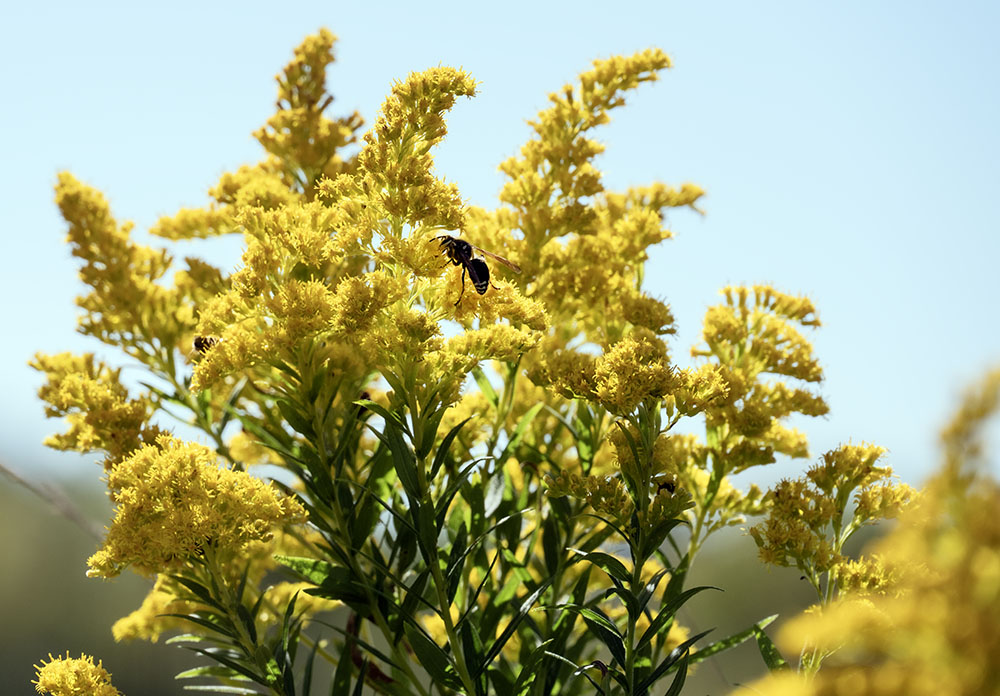 Wasp on goldenrod.