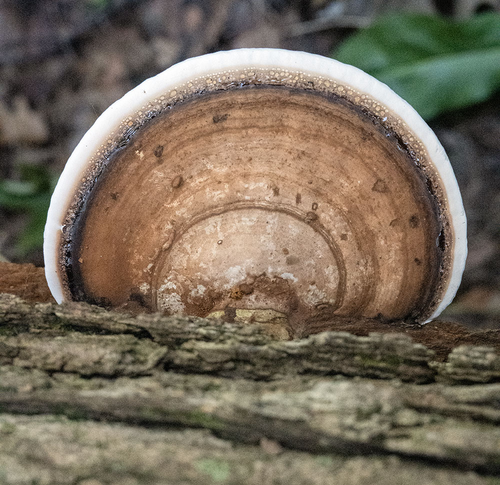 Artist's bracket mushroom.