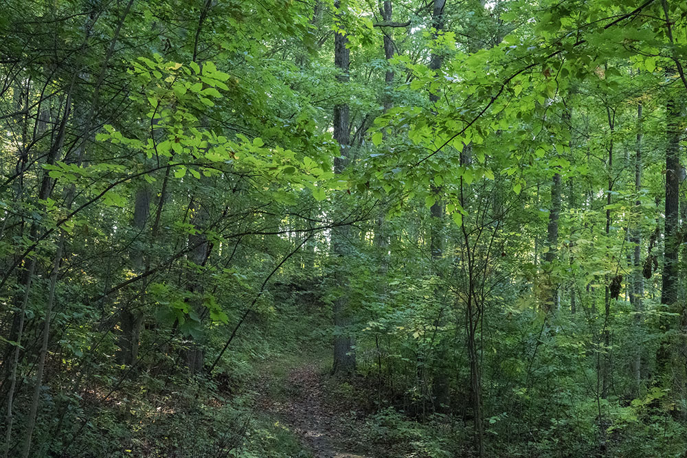 Woodland trail.