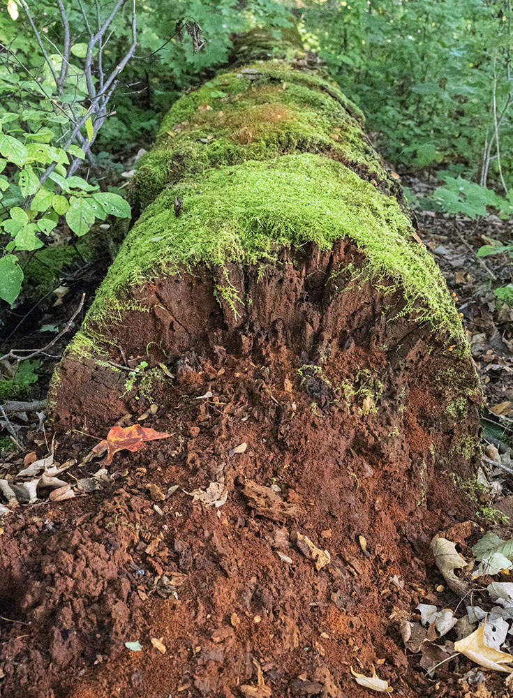 Decomposing log with mossy cap.
