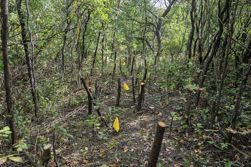 A pathway had to be cleared through a thicket of buckthorn along one ridge.