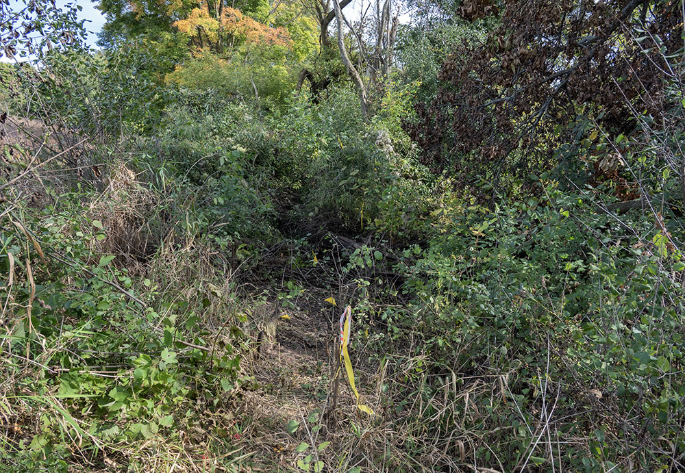 "The Jungle" before.