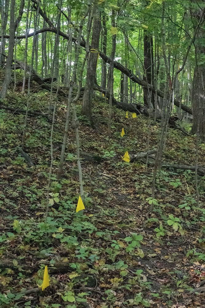 Yellow flags mark the proposed trail in the untouched woodland.