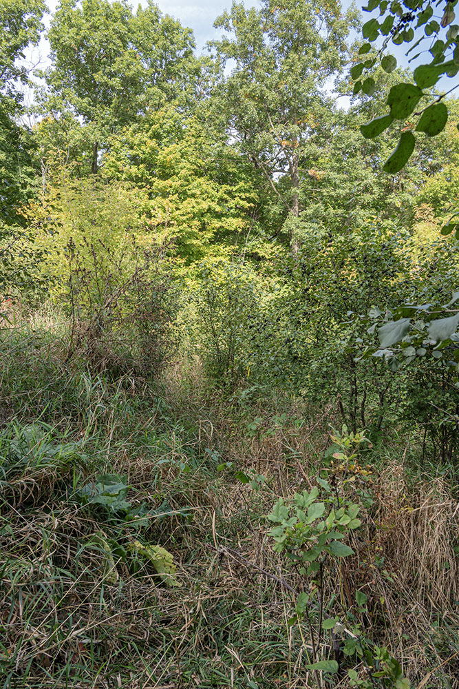 A tangle of undergrowth where the trail is planned to go.