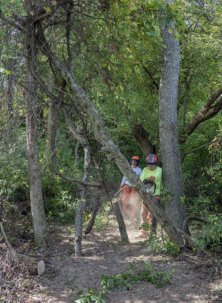Cutting down overhanging deadfall.