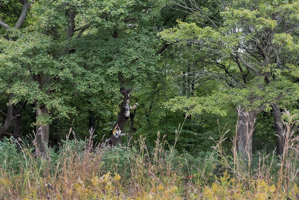 Into the Forest/Al Bosque - Somewhere [In] Between, Wild Space