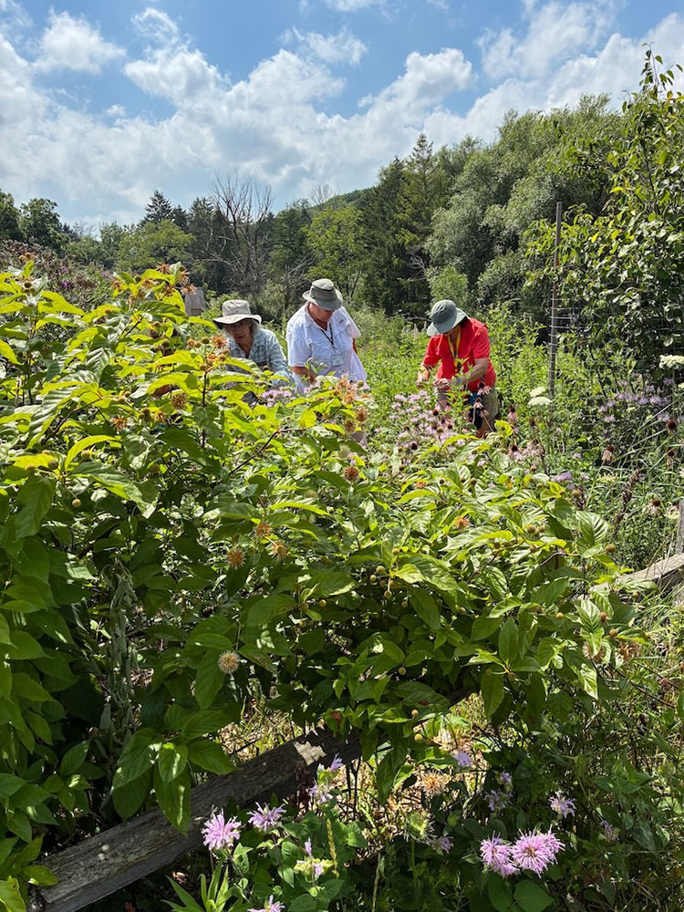 Practicing our Bumble Bee identification skills in the Retzer Nature Center garden