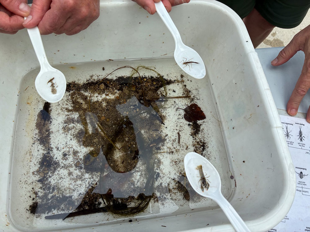 Crayfish and insect larvae from Genesee Creek.
