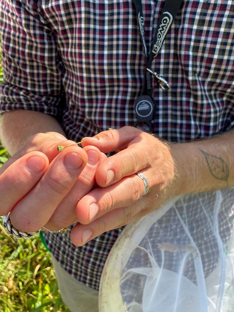 Catching dragonflies and damselflies for identification.