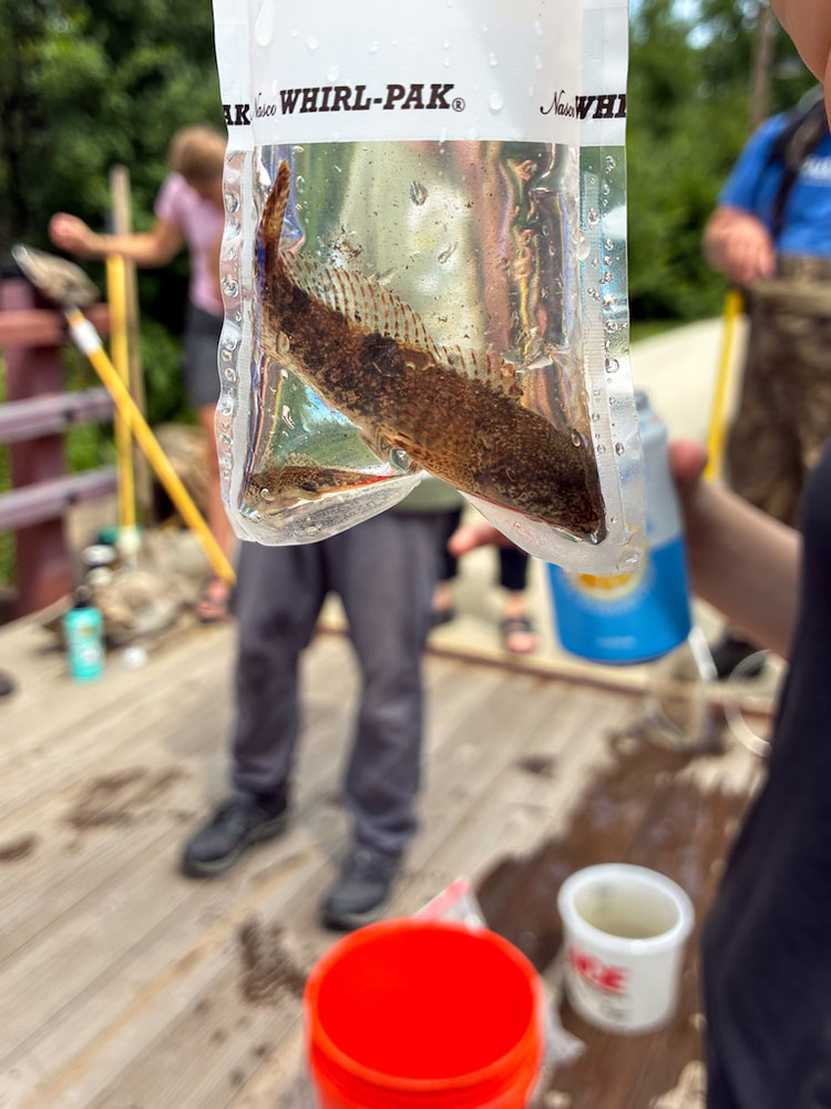 Electrofishing doesn’t harm the fish, only attracts them so that they can be caught and identified.