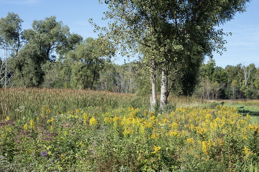 Wetland - grassland transition. Spirit Lake Preserve begins at the tree line in the background.