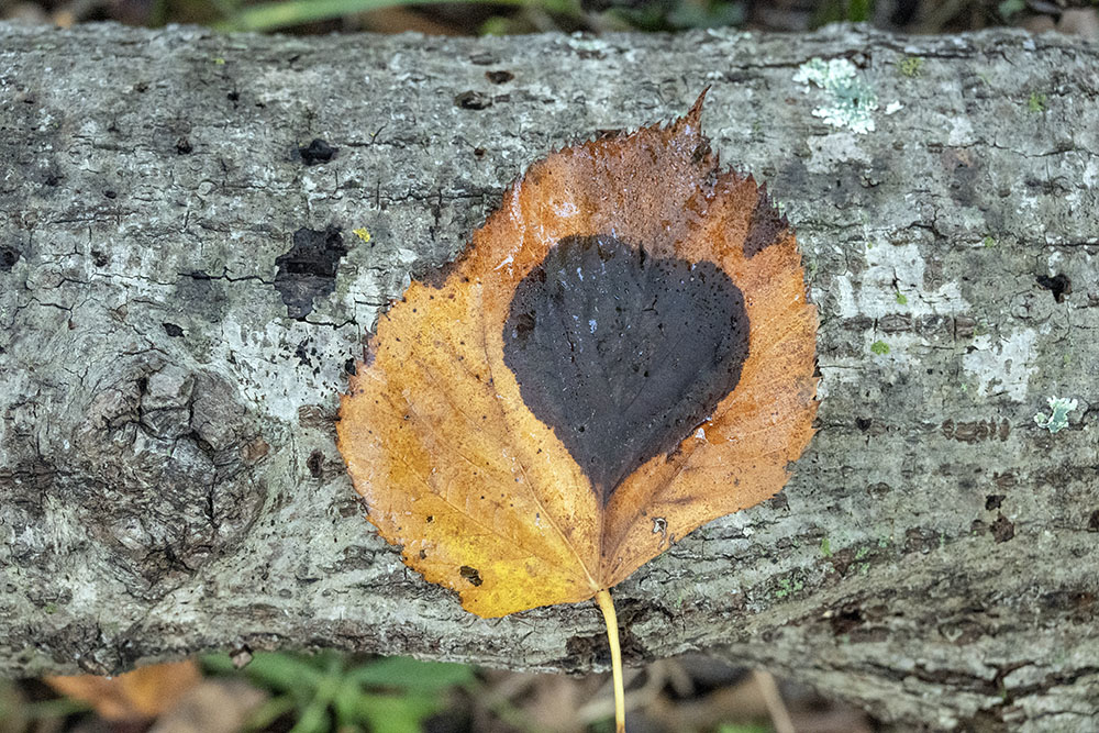 An autumn heart!