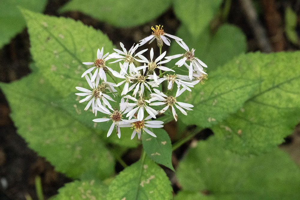 A lattice of large-leaved aster flowers.