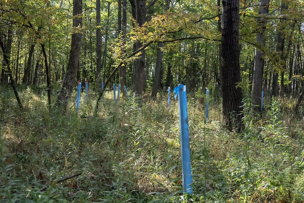 Tubes sheltering saplings newly planted in the forest.