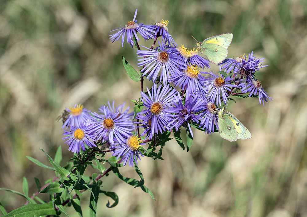Clouded sulphur butterflies on New England aster.
