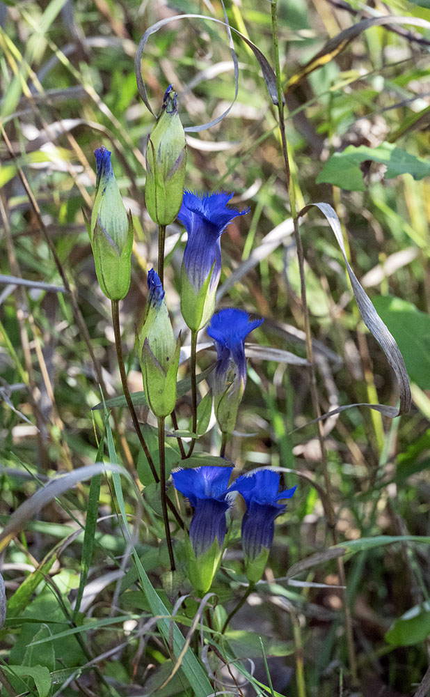 Fringed gentian buds and blooms.